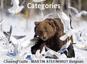 Martin Steenhaut, Belgium