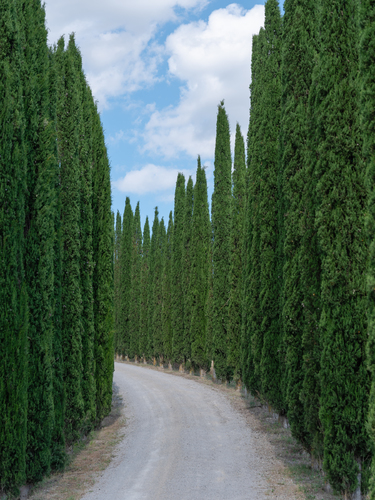 A Road of Tuscan Cypress