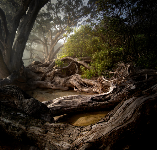 Fallen Trees