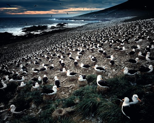 Albatrosses, South Georgia 2014