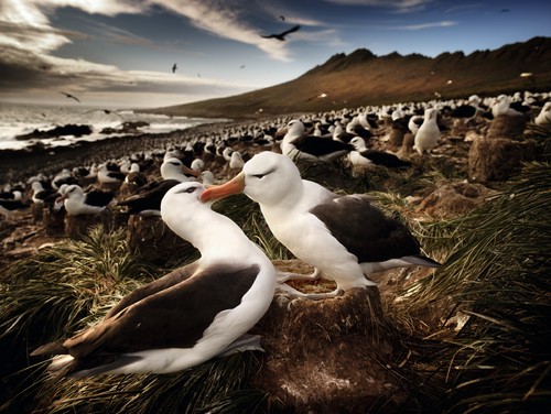 Black-browed albatrosses, South Georgia 2014