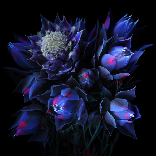 UV Flower