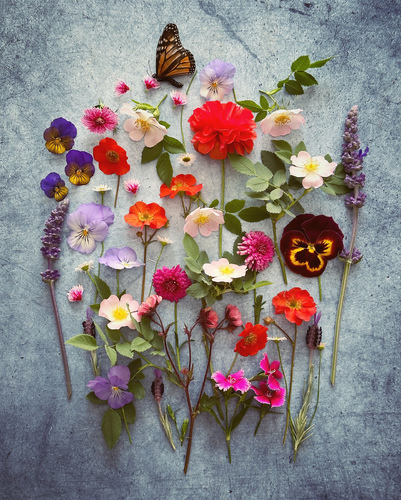 Butterfly Flowers