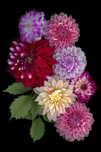 Dahlias