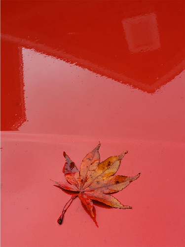 car leaf