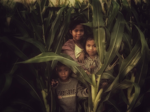 The Children of the Corn