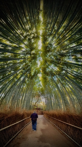 The Bamboo Path