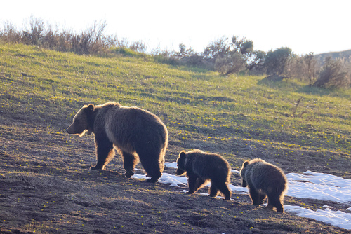 Grizzly mum and cubs