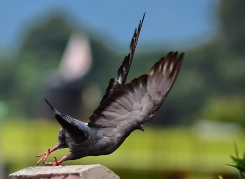 Pigeon Fly