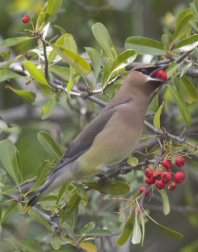 Cedar Waxwing with Berries