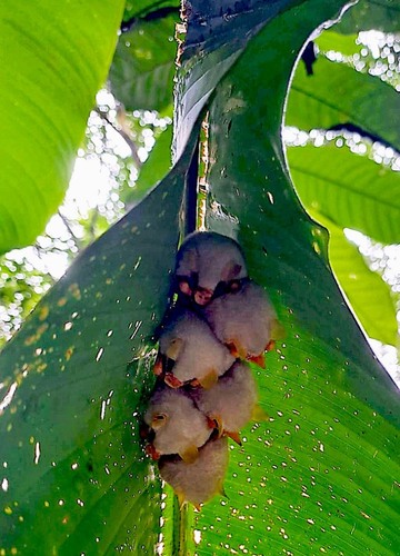 Honduran white bats