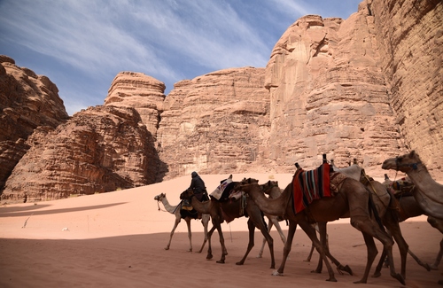 Camels in Wady Rum Desert