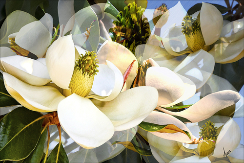 Magnolia Montage