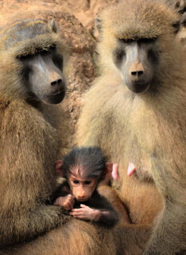  Baboon family: Family portrait