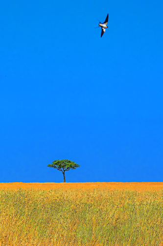 African landscape