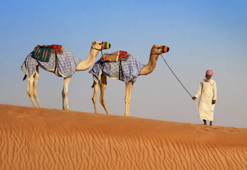 Man with Two Camels