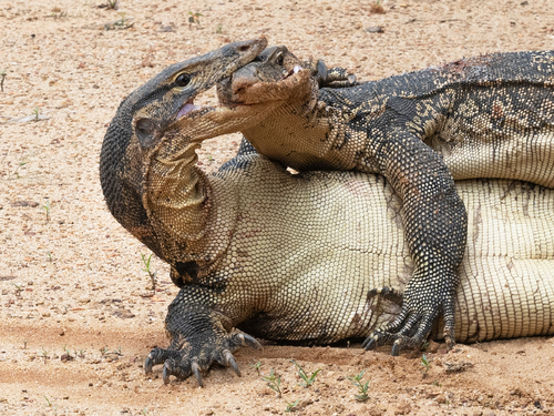 Monitor Lizards Fighting