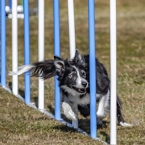 Agility for Dogs