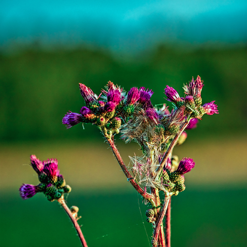 Thistle flower