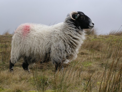 Windswept