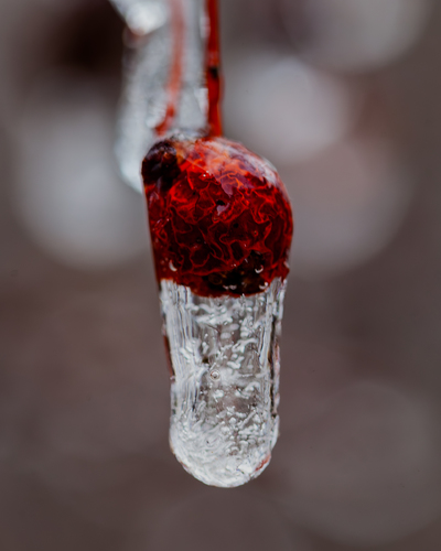 Frozen Cranberry