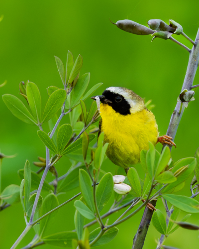 Yellow Throat Warbler