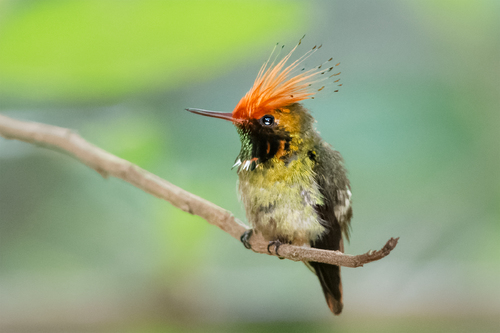 Rufous-crested Coquette