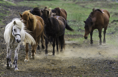 Horses South Icelandic Plain 1584