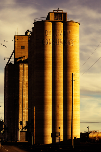 Dalhart Elevator