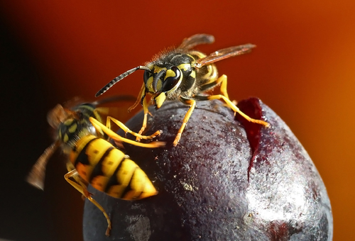 Tussling for The Grape