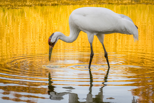 Golden Crane