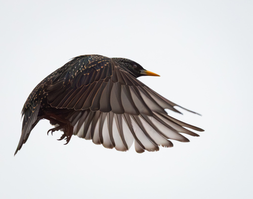 European Starling