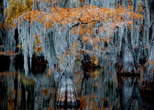 Swamp Dancer