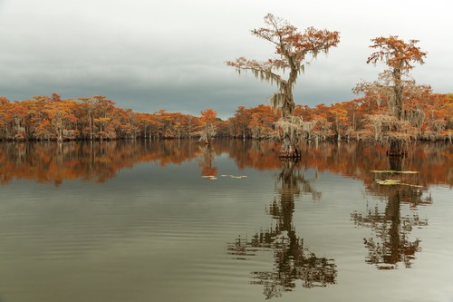 Evening in Swamp