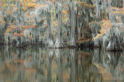 Swamps in Fall Color