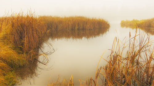 Wetlands