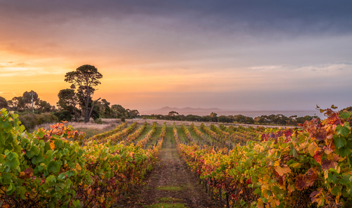 Bellarine Horizons