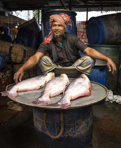 Fish Hawker