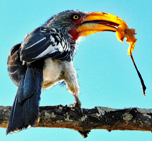 Southern Yellow Billed Hornbill