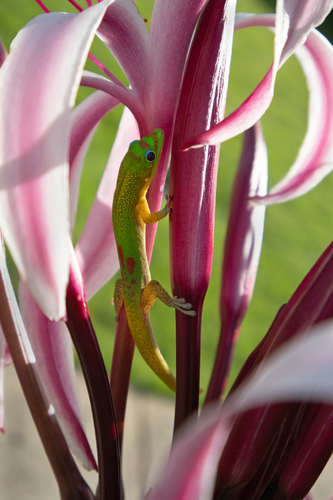 Colorful Character