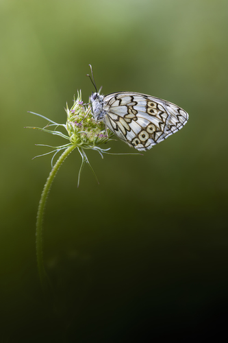 NATURALEZA ALADA