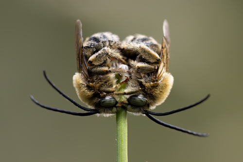 ABEJAS GEMELAS