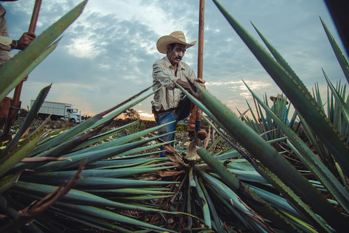 Tequila Ocho: It's not What We Do, It's Who We Are