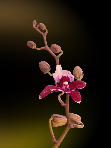 Orchid and Buds