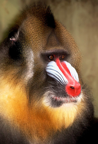 Red nosed Mandrill