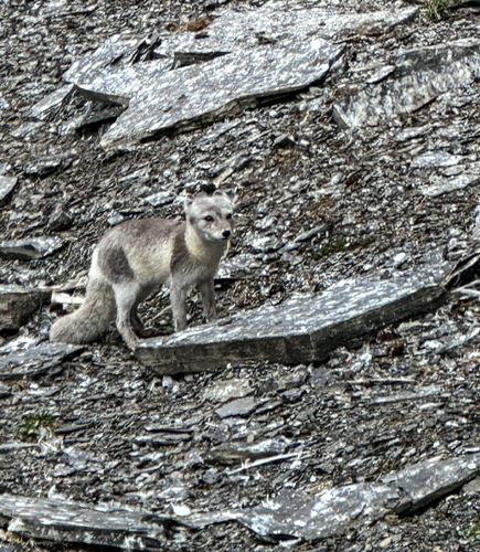 Arctic Fox