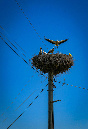 First Flying Lessons