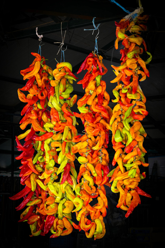 Drying Peppers on a String