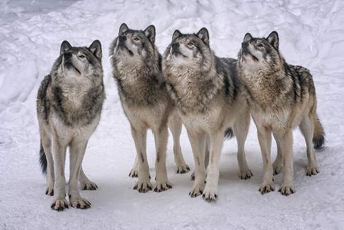 Wolf Pack