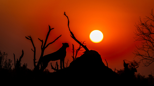 Sunset Cheetah